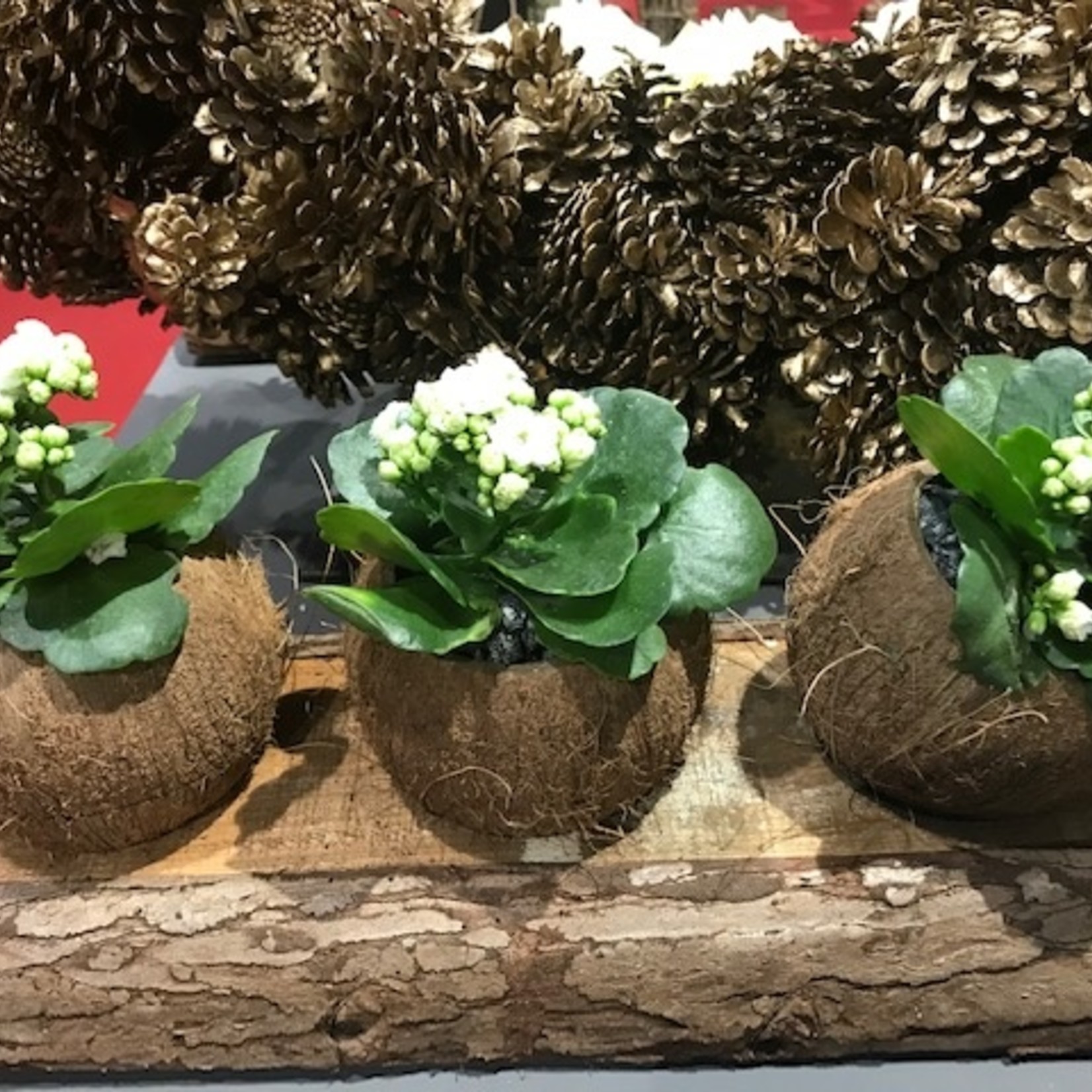 Coconut planter