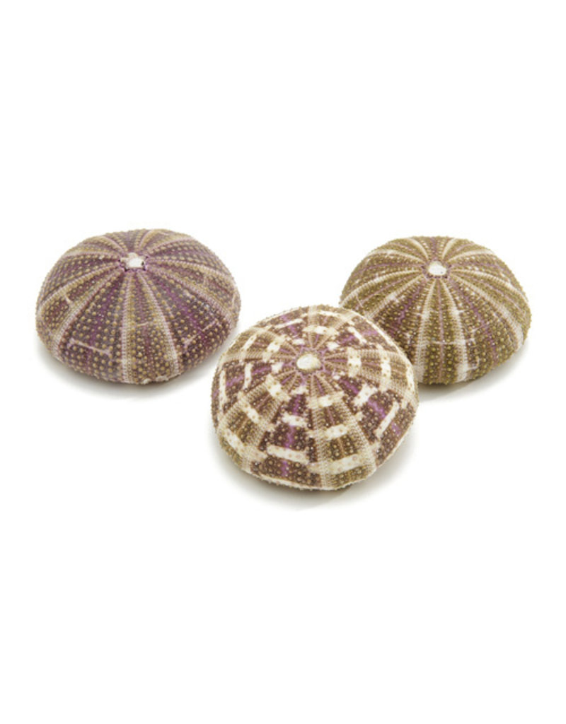 Sea urchin Alfonso