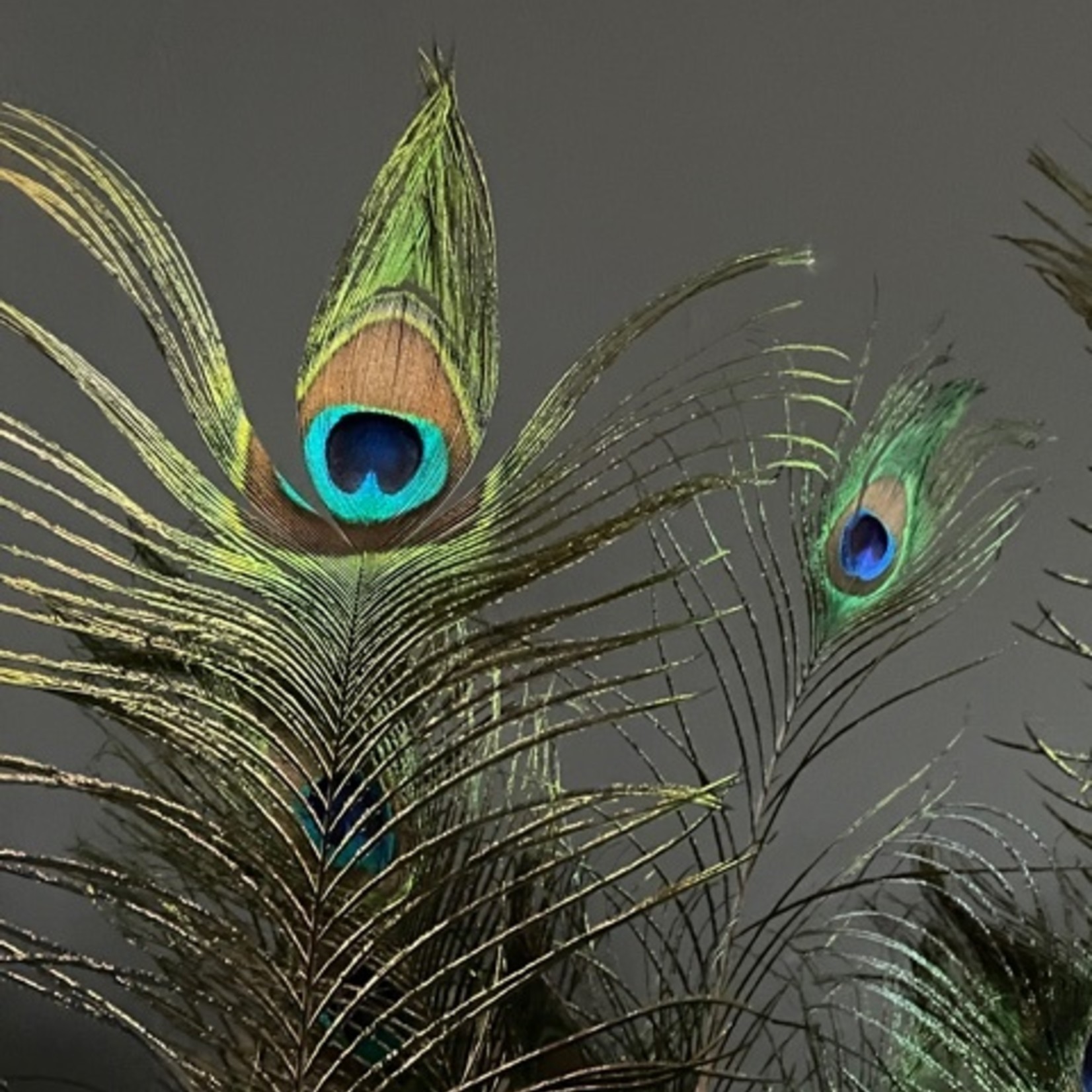 Peacocks Feathers