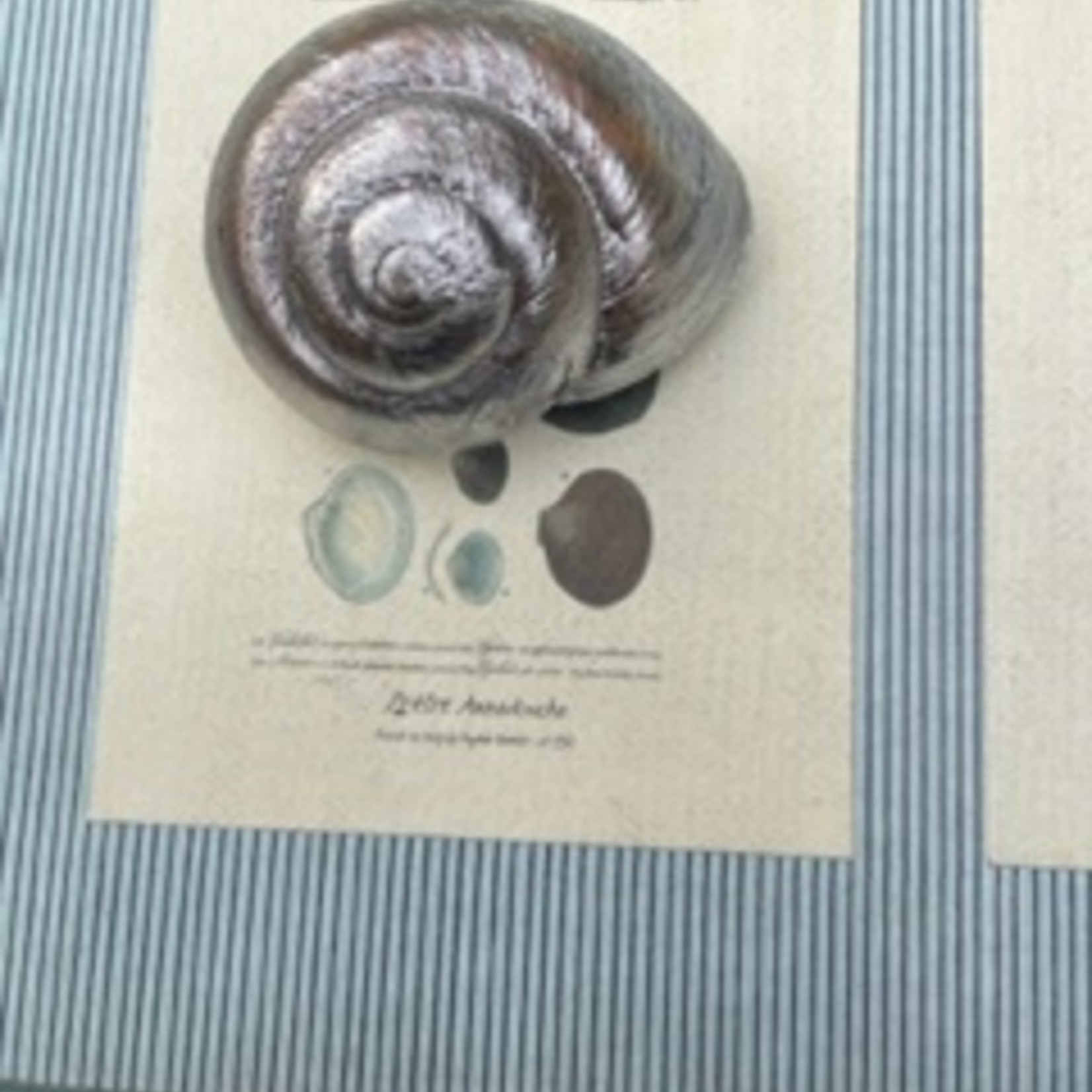 landsnail silber