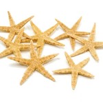 Starfish sugar 5 - 7 cm natural