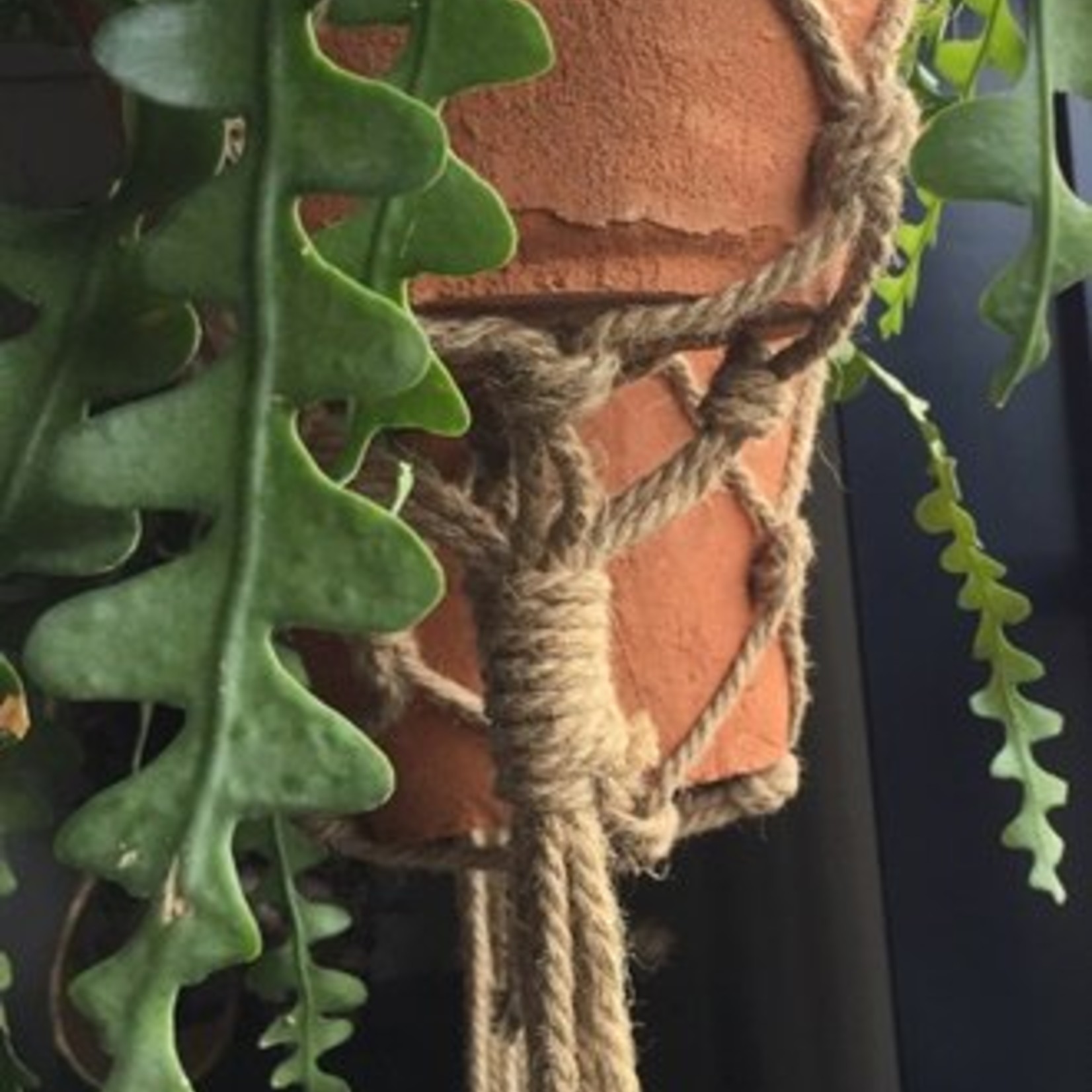 plant hanger