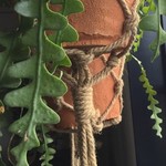 Plant hanger rope XXL