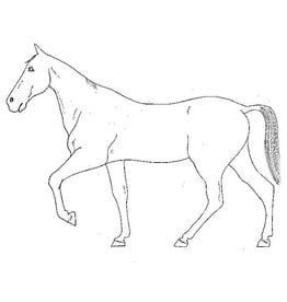 MBT Paarden modelleren - Bouwtekening Schaal 1 : 8 (40.41.004)