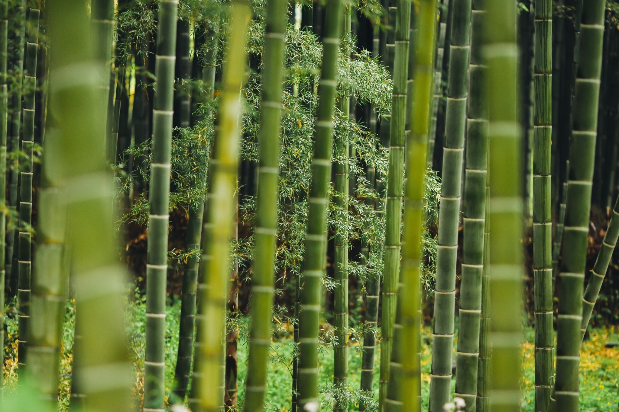 BORU Boru Bamboe enkelsokken - beige