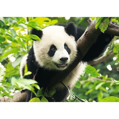 Trefl Puzzel Reuze Panda: 500 stukjes