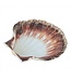 Coquille sint jacobsschelp
