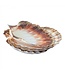 Coquille sint jacobsschelp