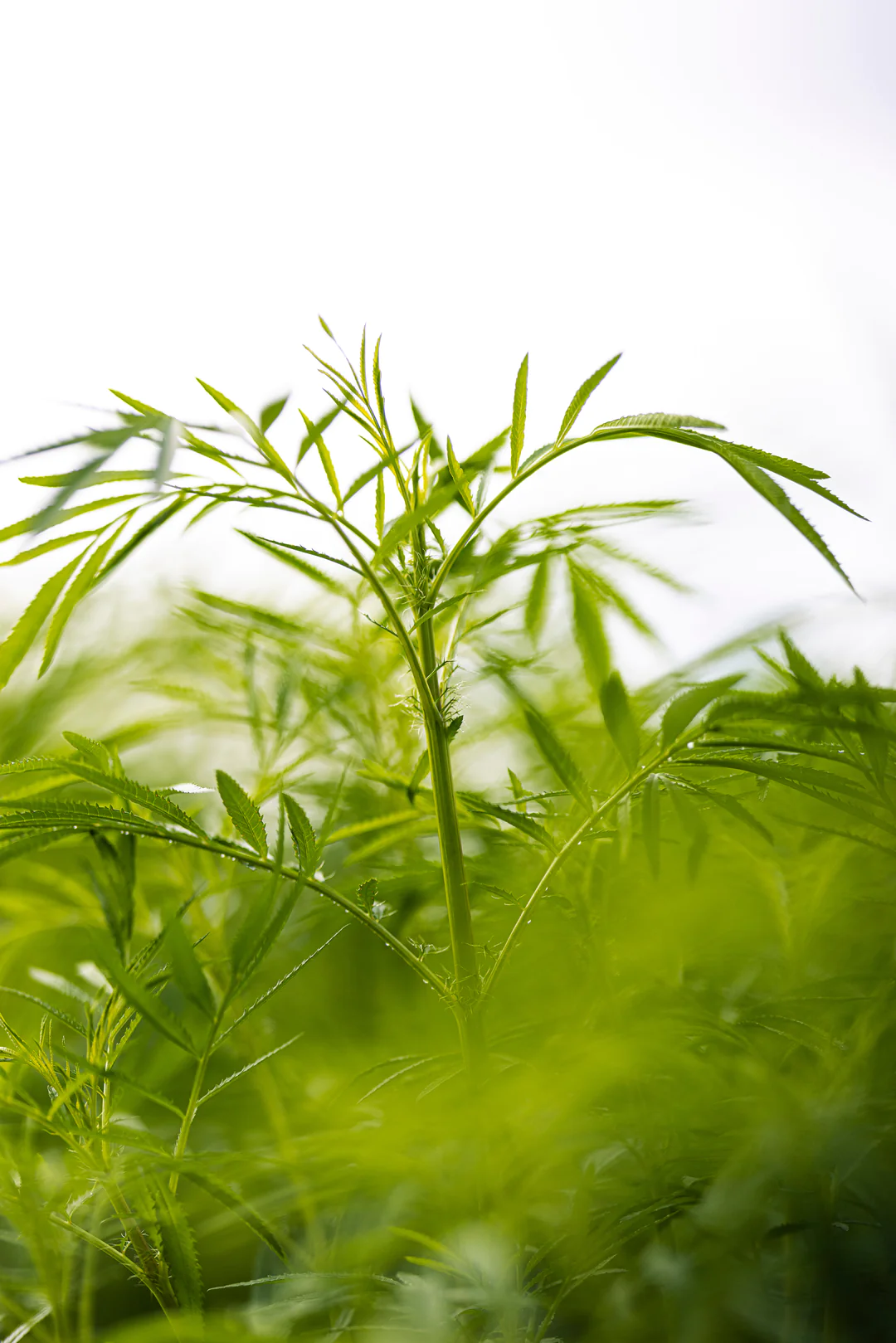 Bôtan Distillery Botan Distillery, Wakataya, Botanical Cocktail, 0%, 75cl