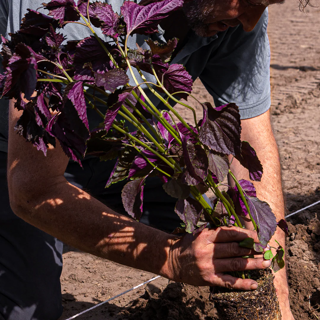 Bôtan Distillery Botan Distillery, Shizo, Botanical Cocktail, 0%, 75cl