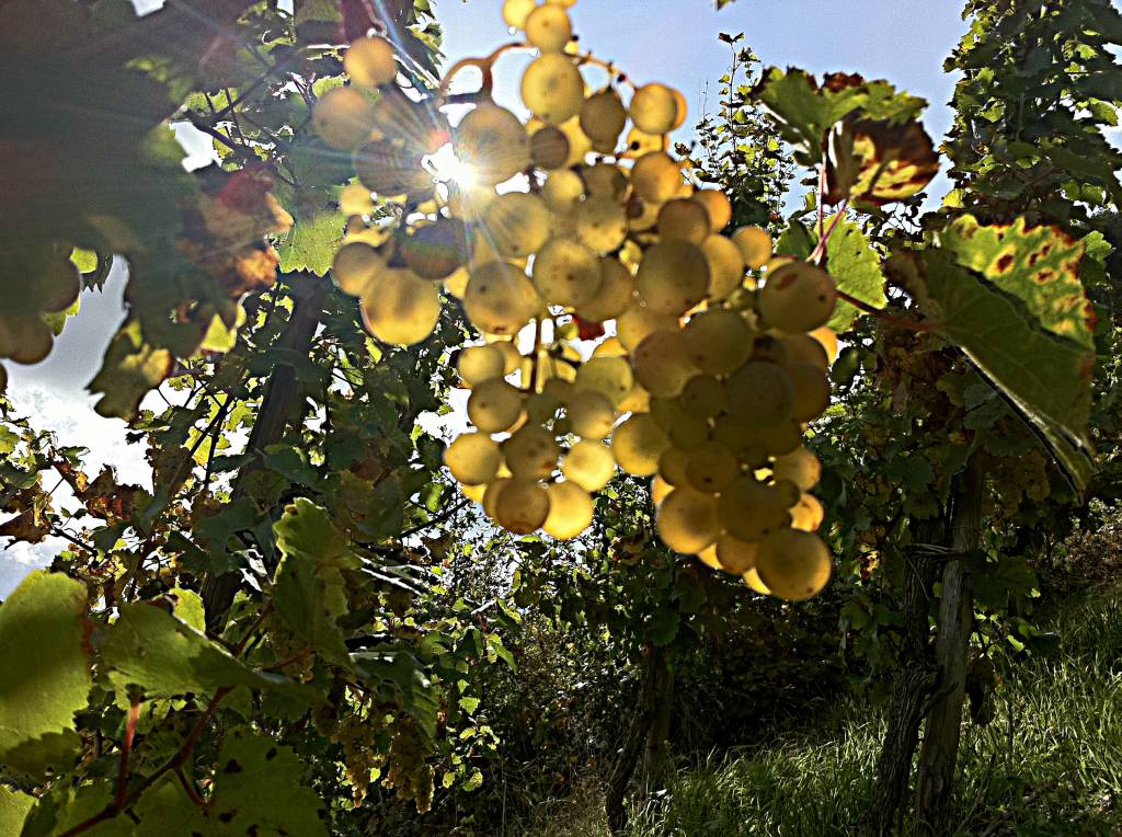 Weingut Meierer Meierer Paulinsberg Riesling Spätlese 2016 & 2022