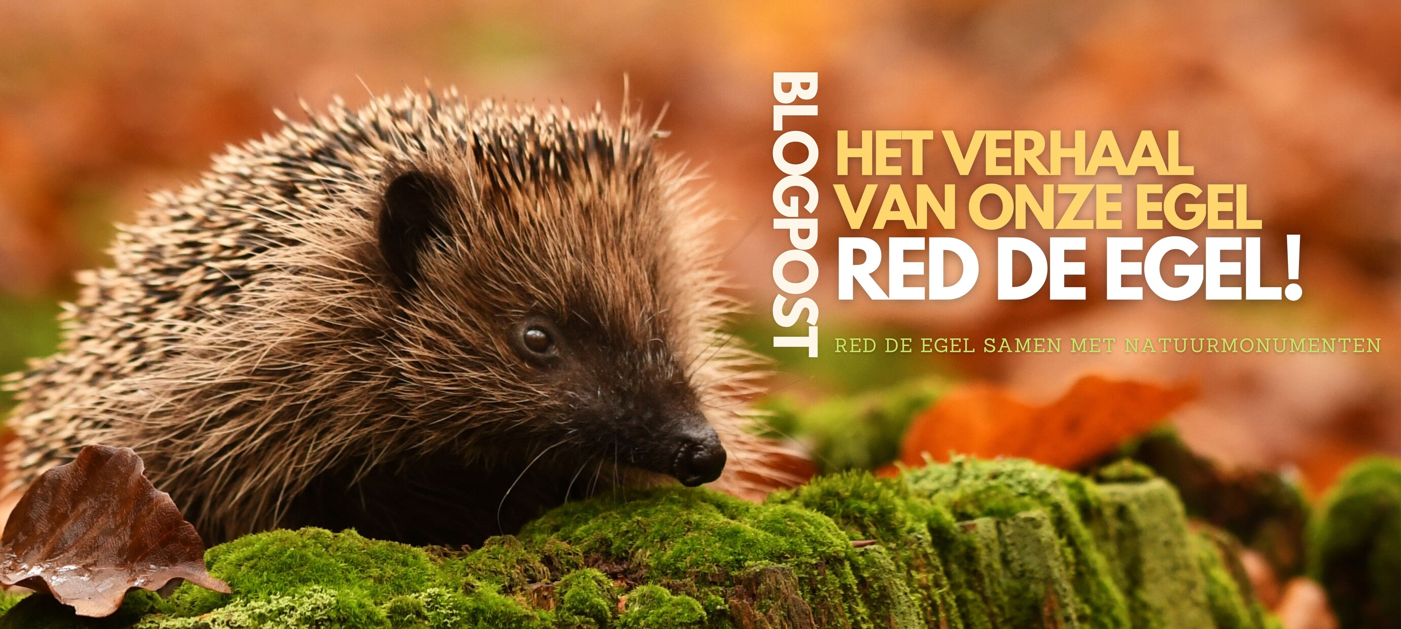 Red de Egel! - Het verhaal van onze Egel