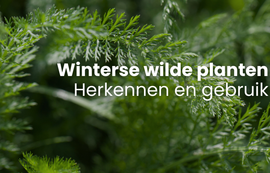 Winterse wilde planten: Herkennen en gebruik