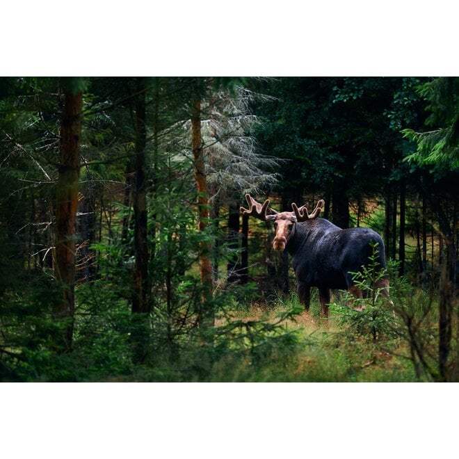 Wilderness Experience XL - Sweden 2026 - Wildernis écht beleven!