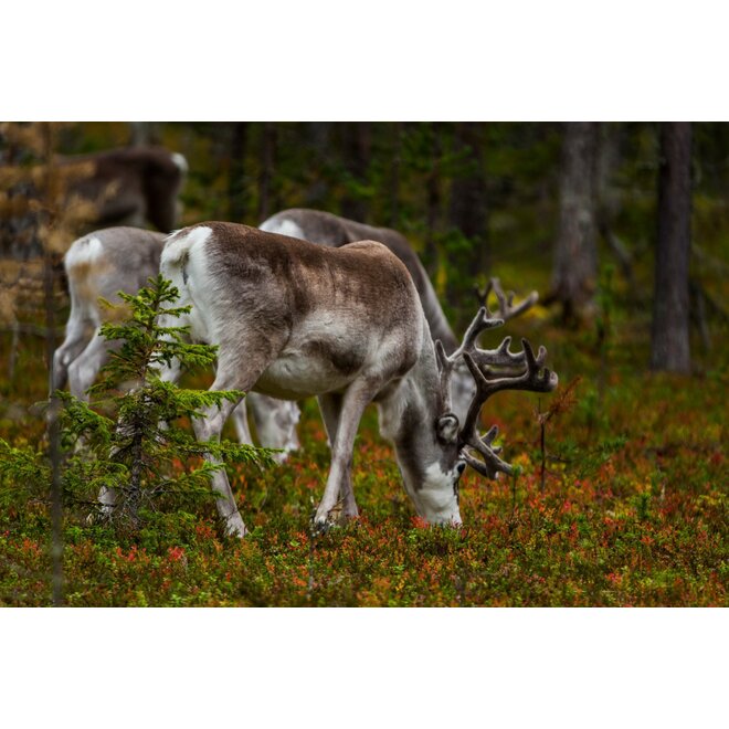 Wilderness Experience XL - Sweden 2025 - Wildernis écht beleven!