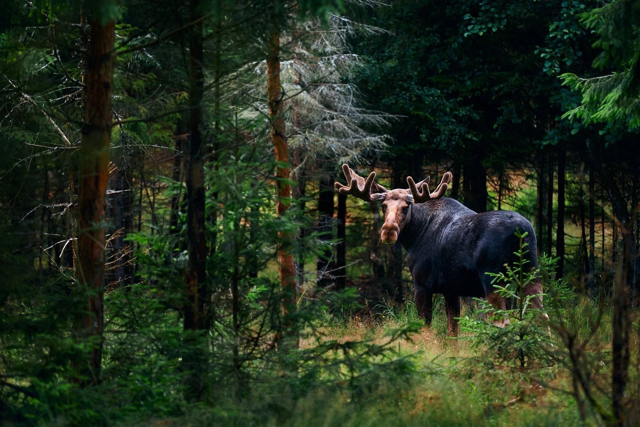 Wilderness Experience XL - Sweden 2026