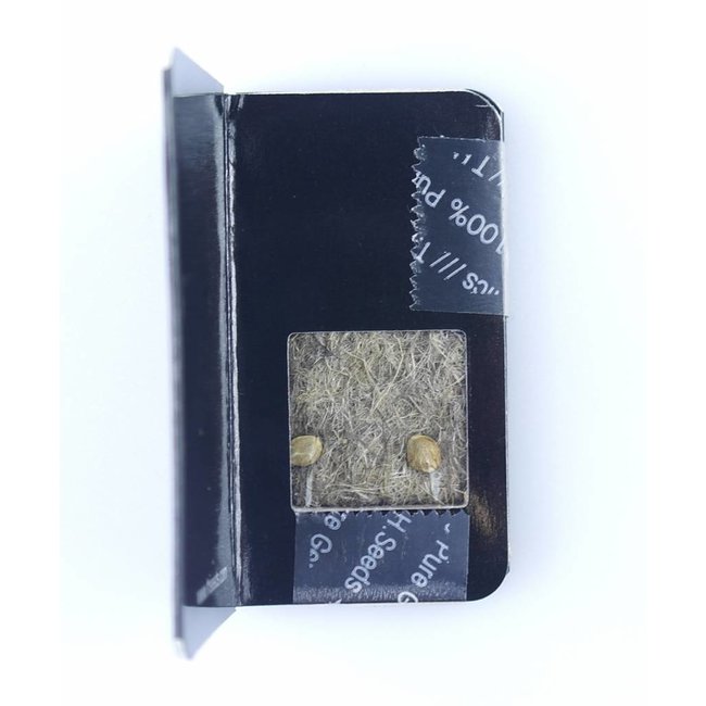 T.H.Seeds M.O.B. ♀ (2 zaden)