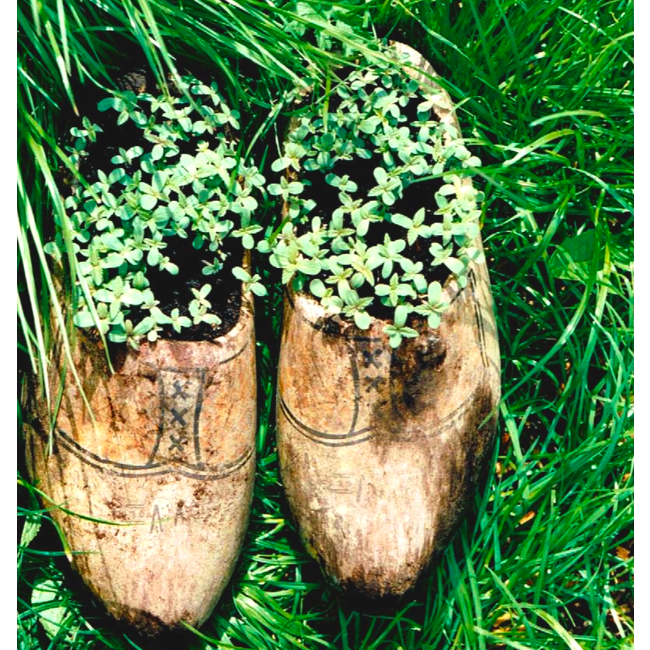 Dr.Wietzaden (5 stuks)