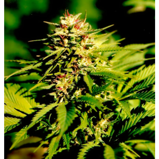 Dr.Wietzaden (5 stuks)