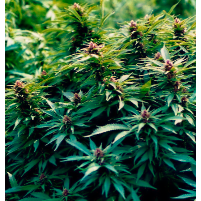 Dr.Wietzaden (5 stuks)