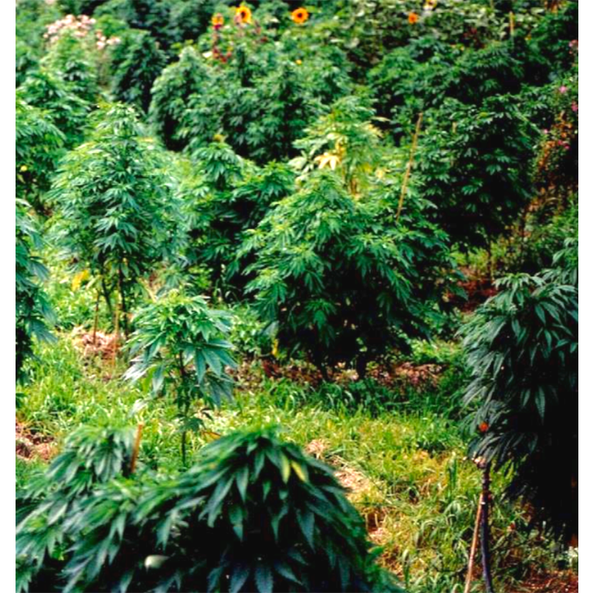 Dr.Wietzaden (5 stuks)