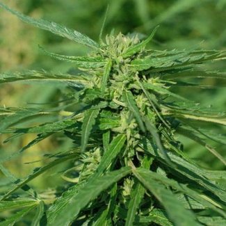 Mediwiet CBD-zaden (2st) ♀