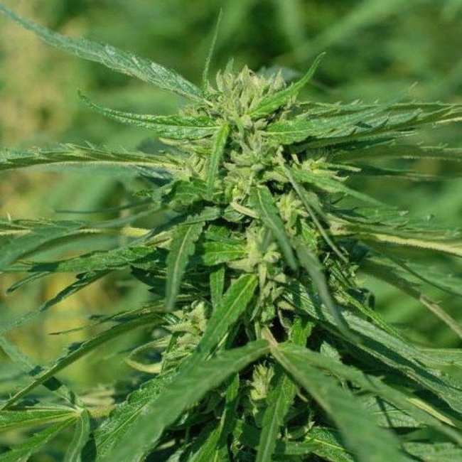 Wernards CBD-zaden (2st) ♀