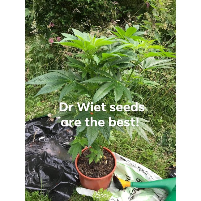 Dr.Wietzaden (5 stuks)