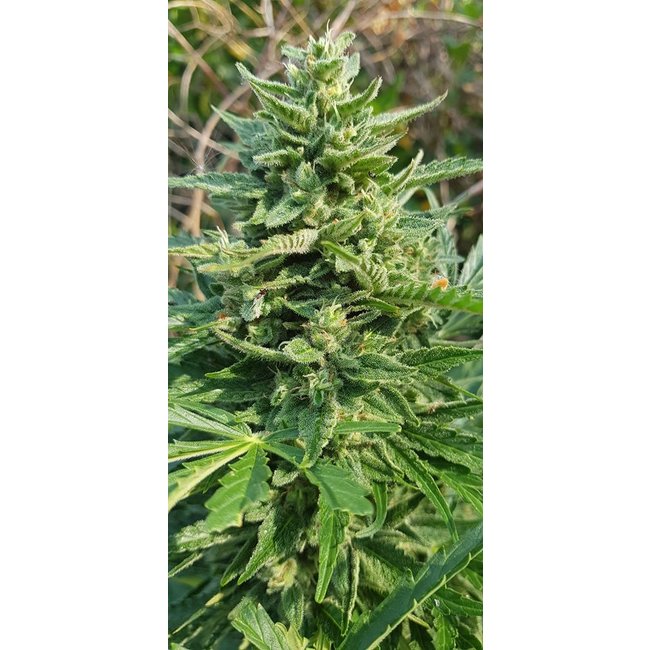 Citral ♀ (5 zaden)