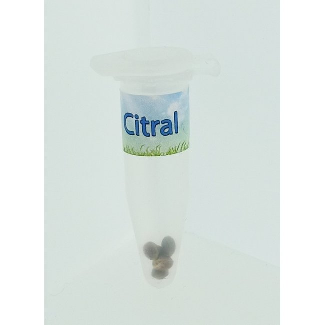 Citral ♀ (5 zaden)