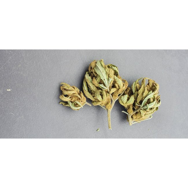 Positronics Wernard Express ♀ (5 zaden)