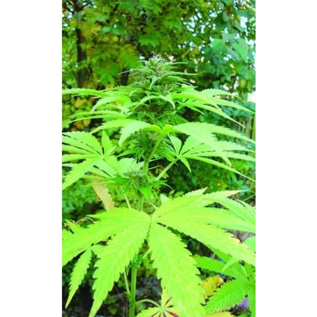 Citral ♀ (5 zaden)