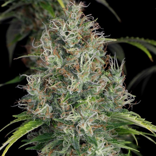 T.H.Seeds S.A.G.E.-CBD  ♀ (2 zaden)