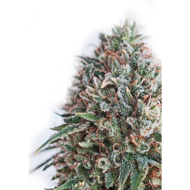 Positronics CBD+Critical#47 ♀ (5 zaden) nu 2 zaadjes extra!