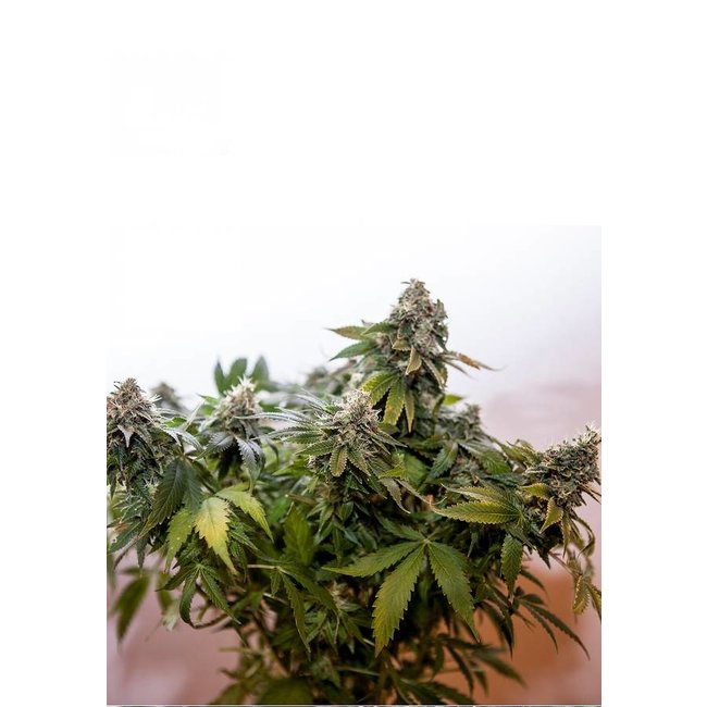 Positronics Wernard Express ♀ (5 zaden)