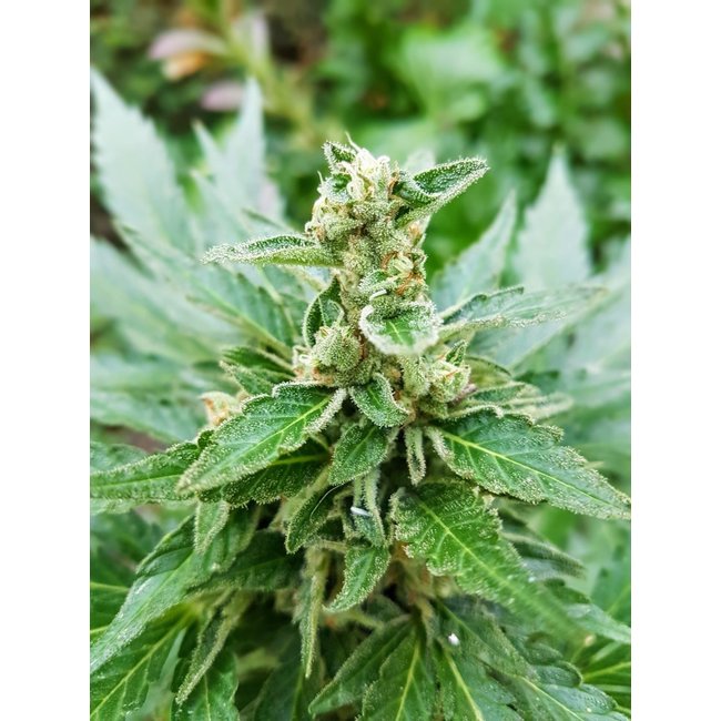 Citral & Wernard Express pakket