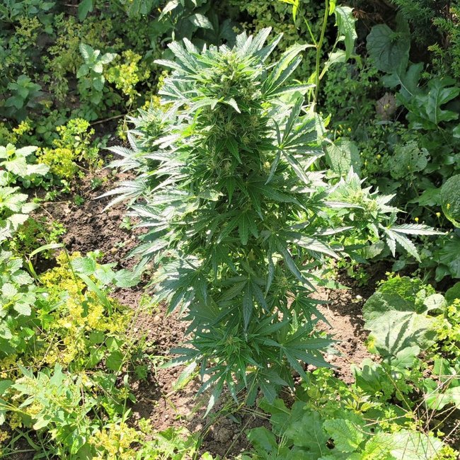 Positronics Wernard Express ♀ (5 zaden)