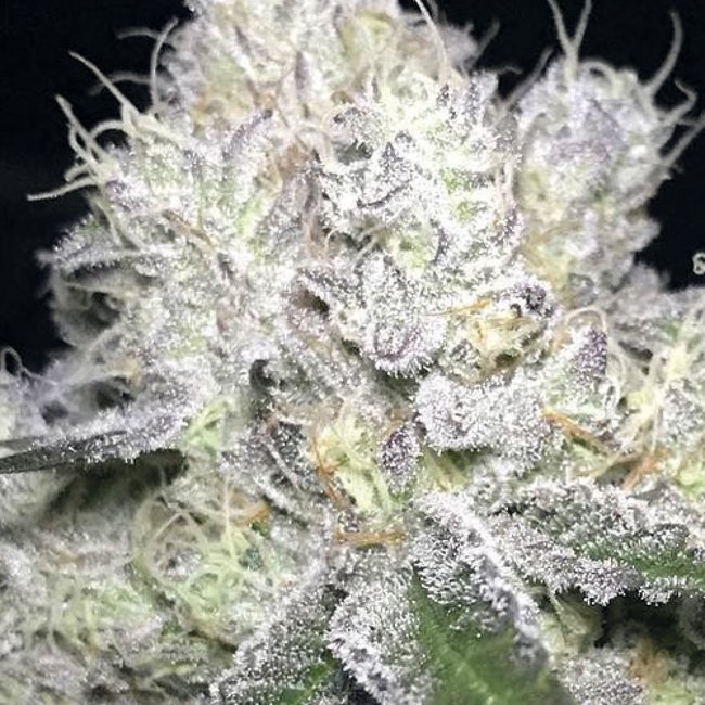 Auto Wedding Cake ♀