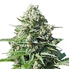 Auto Gorilla ♀