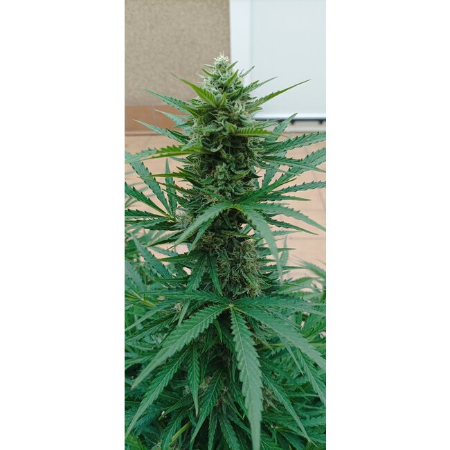 Positronics Wernard Express ♀ (5 zaden)