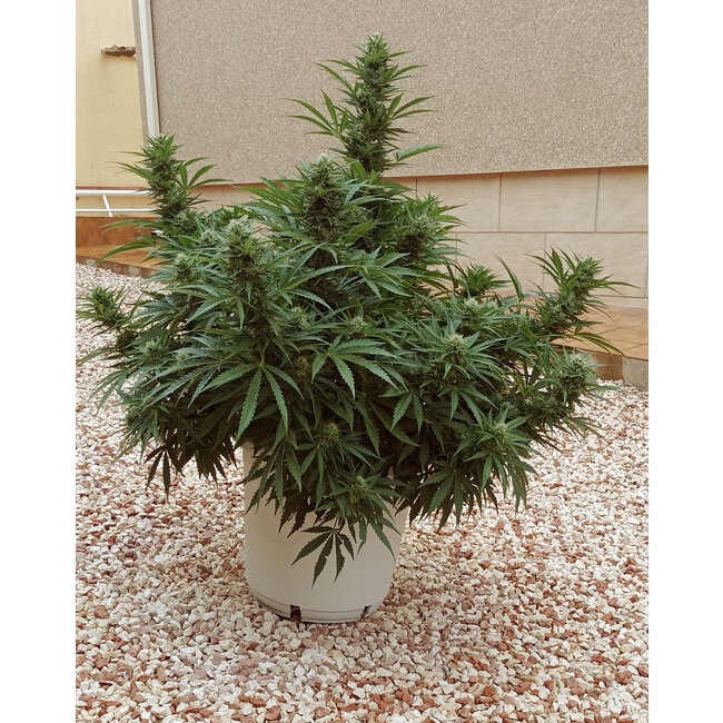 Positronics Wernard Express ♀ (5 zaden)