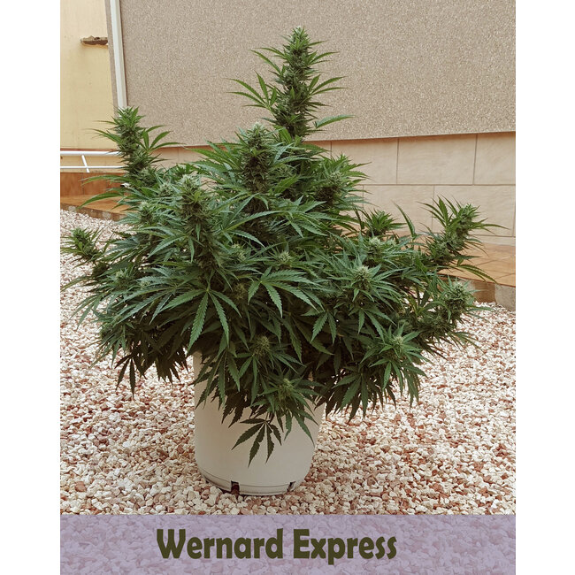 Citral & Wernard Express pakket