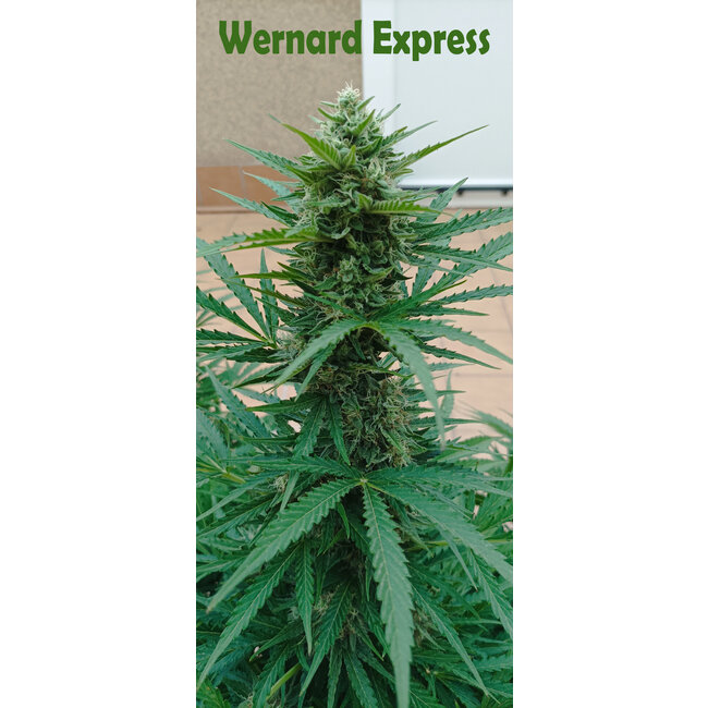 Citral & Wernard Express pakket