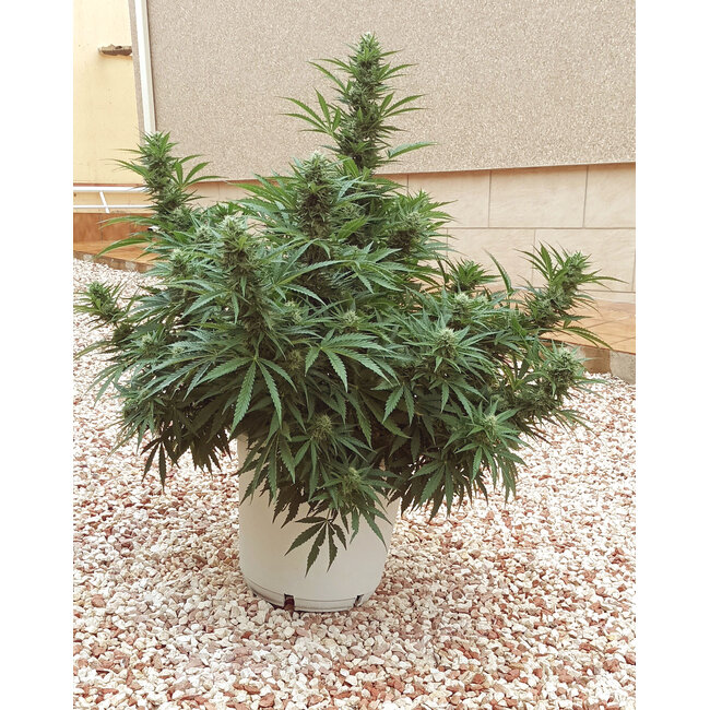 Positronics Wernard Express (5st)  ♀