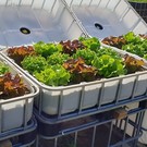 IBC Hochbeet natur mit Sommersalat-Mix 250 l - 93 Höhe auf Stahl mit Podest