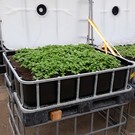 IBC Frühbeet schwarz mit  grünem Basilikum 250 l - 91 Höhe auf Stahl mit Podest