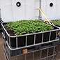 IBC Frühbeet-Kasten s/n mit grünem Basilikum 250 Liter schwarz auf verzinkter Stahl-PE-Palette 55 cm erhöht