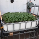 IBC Frühbeet WEISS mit grünem Basilikum 250 l - 89 Höhe auf Stahl mit Podest