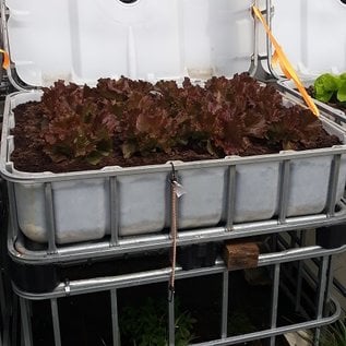 IBC Hochbeet mit 12 Kopf-Salate rot 250 Liter transparent auf verzinkter Stahl-PE-Palette 55 cm erhöht