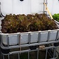 IBC Hochbeet mit 12 Kopf-Salate rot 250 Liter transparent auf verzinkter Stahl-PE-Palette 55 cm erhöht #2HB-MPE250&55-Kopfsalat-rot-REGEN-USER